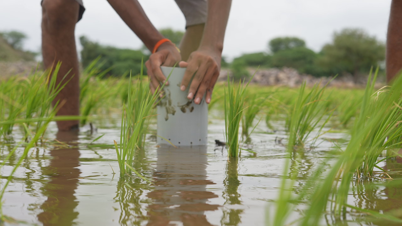 Field team measuring water levels in a climate-smart paddy field